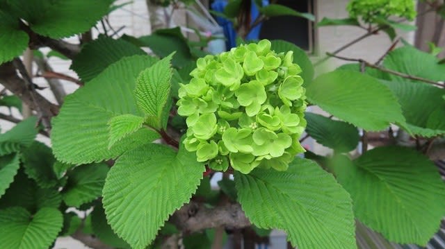 緑色の花 オオデマリ 四季折々