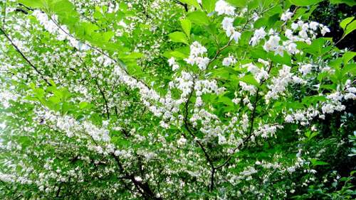 初夏に咲く可憐な白い花 つれづれに
