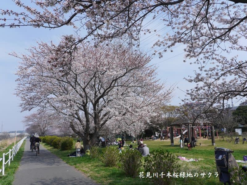 花見川千本桜緑地のサクラ のぶさんの花便り