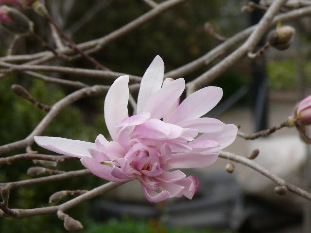 一関市十二神のベニコブシ 紅辛夷 ヒメシデコブシ 姫四手辛夷 Peaの植物図鑑 一関市十二神のベニコブシ 紅辛夷 ヒメシデコブシ 姫四手辛夷 Peaの植物図鑑