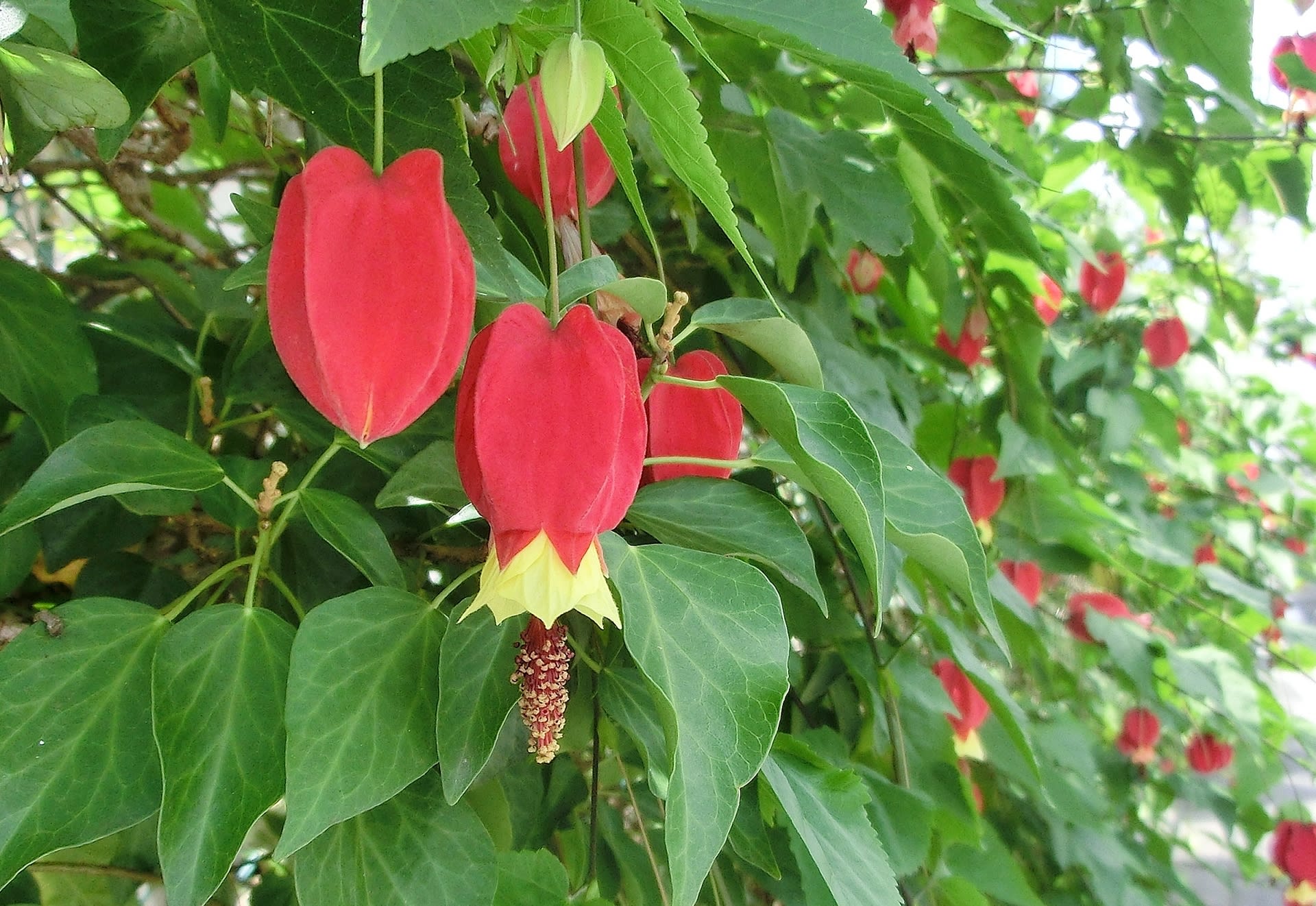 チロリアンランプ 浮釣木 アオイ科 ひげ爺さんのお散歩日記 チロリアンランプ 浮釣木 アオイ科 ひげ爺さんのお散歩日記
