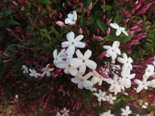 強烈な香りで悩殺するハゴロモジャスミン 094 野の花 庭の花
