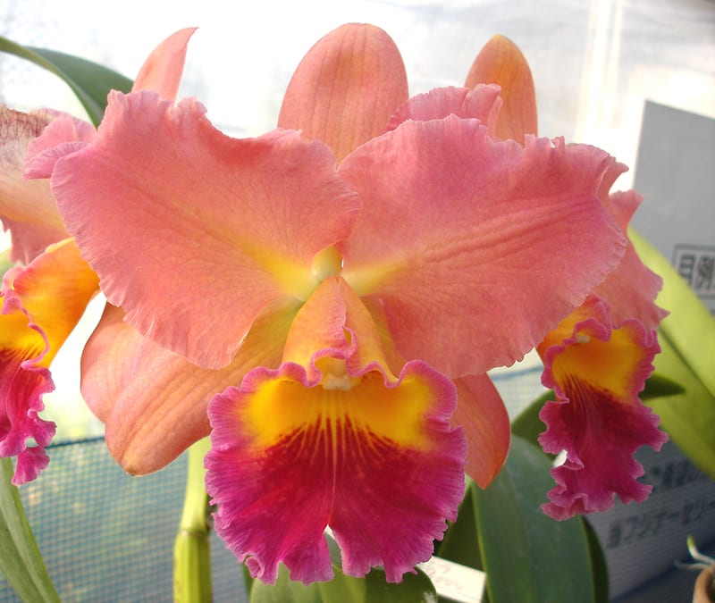 Rlc. Goldenzelle'Nicole' - カトログ !! ~ カトレヤ交配種の Rlc. Goldenzelle'Nicole' - カトログ !! ~ カトレヤ交配種の