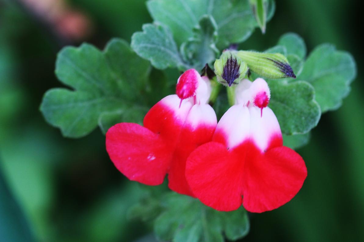 デンドロビューム・スペシ・オスムの花が咲くの画像