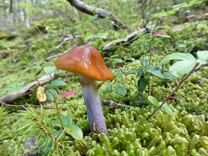 ヌメリササタケを雌阿寒岳で採ってきました チックの道草 きのこ