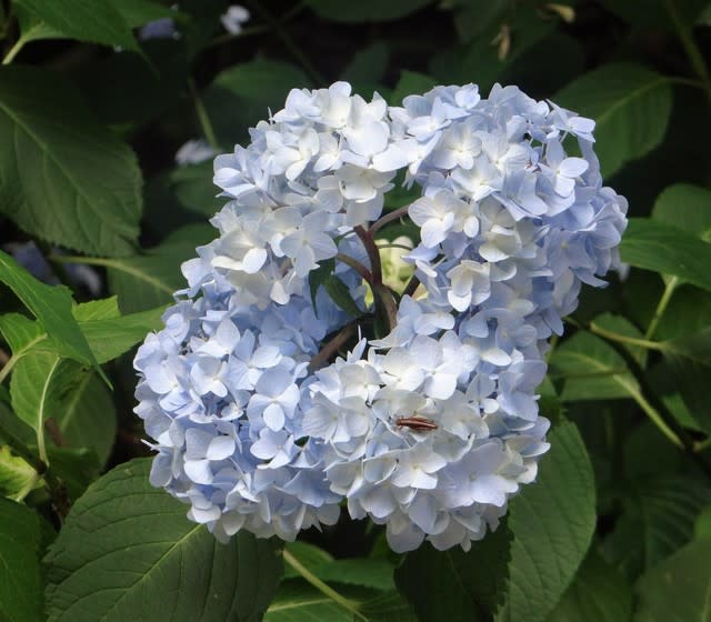 564 甲山森林公園にて アジサイ撮影 Tikara S Photoroom 564 甲山森林公園にて アジサイ撮影 Tikara S Photoroom