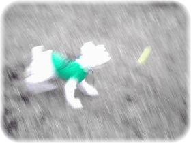 07年1月のブログ記事一覧 シュナちゃん