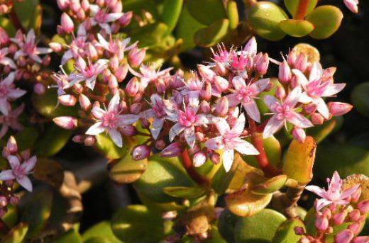 白の椿と金のなる木の花 愛媛県宇和島市からの良いたより 白の椿と金のなる木の花 愛媛県宇和島市からの良いたより