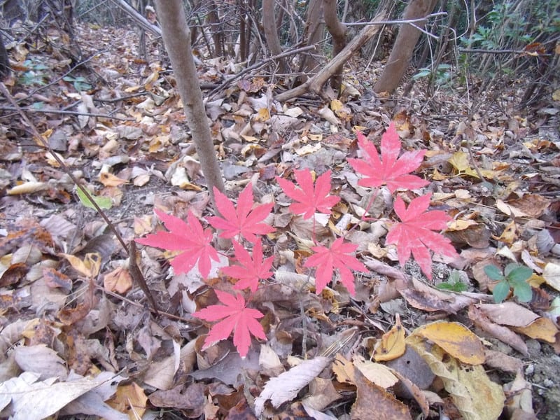 Dscf6809 Dscf6809