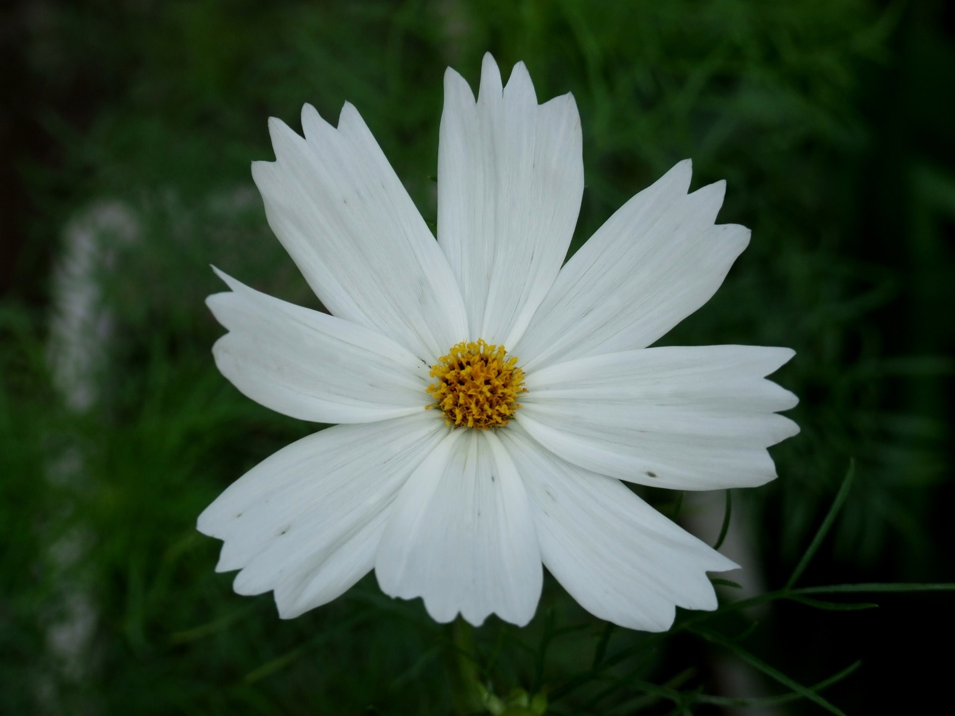 コスモス 白 季節の花