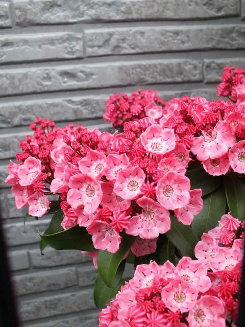 カルミア Kalmia 花追いウォーキング