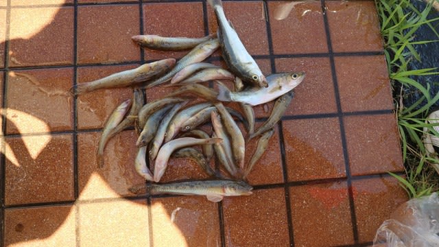 やっと釣れ始めたか 利根川のハゼ 小見川 高橋つり具 ブログ