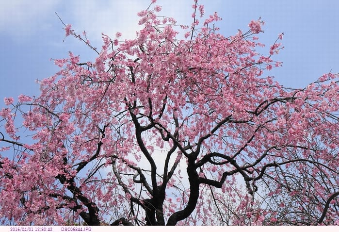 護国寺の桜 桜の名所 16 都内散歩 散歩と写真