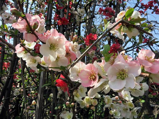 ボケ　咲き分け花