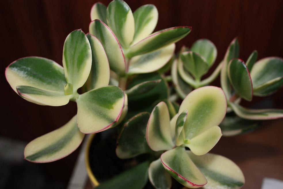 多肉植物その後Ⅵ　カネノナル木の画像