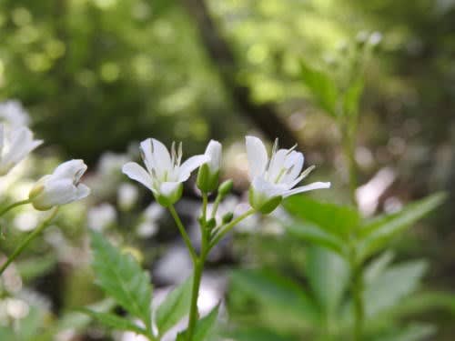 高ボッチ高原・鉢伏山で最近咲いている花　ヒロハコンロンソウ（広葉崑崙草）