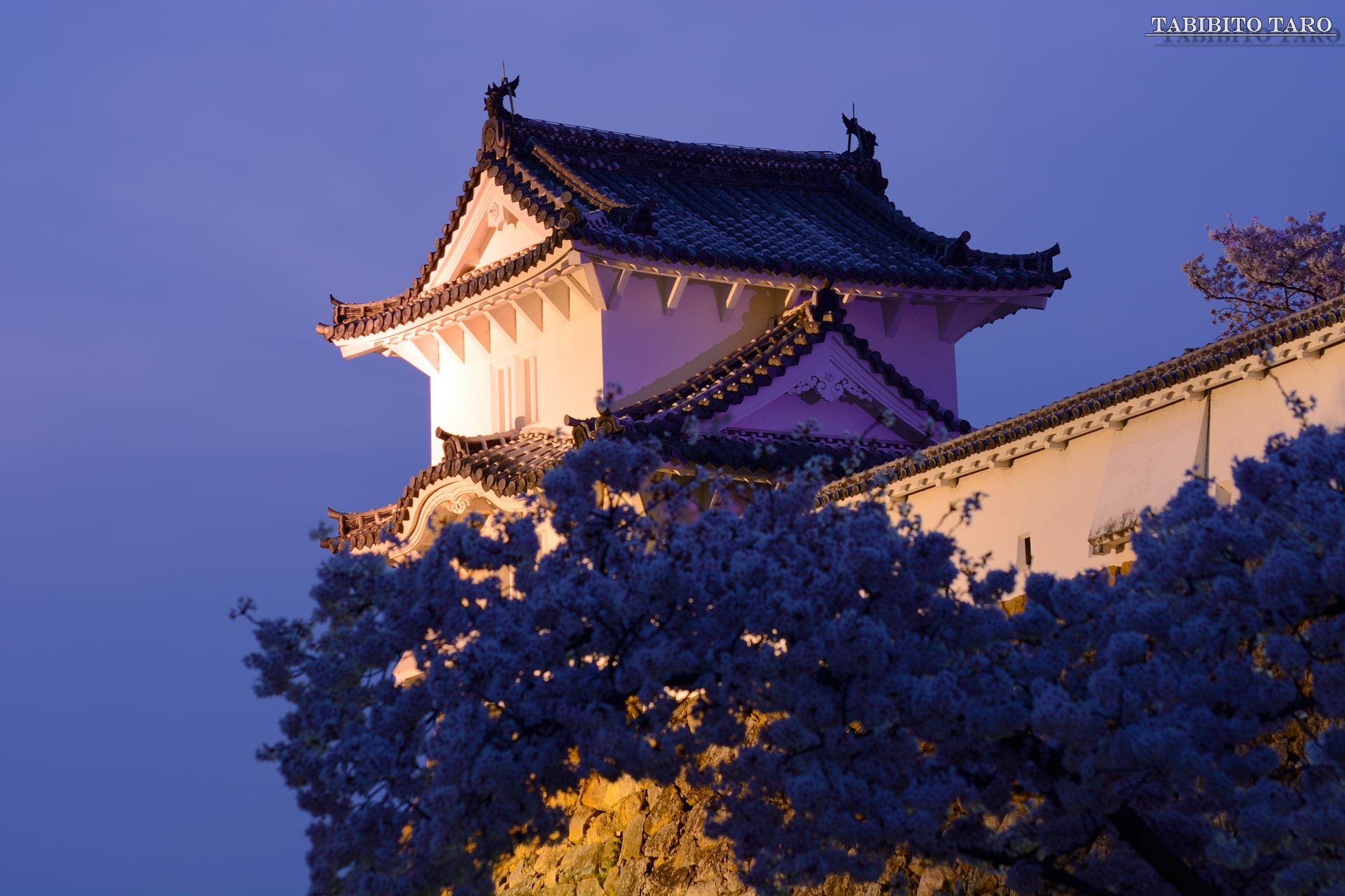 桜 Vol 6 姫路市 姫路城 旅人太郎の写真館 桜 Vol 6 姫路市 姫路城 旅人太郎の写真館