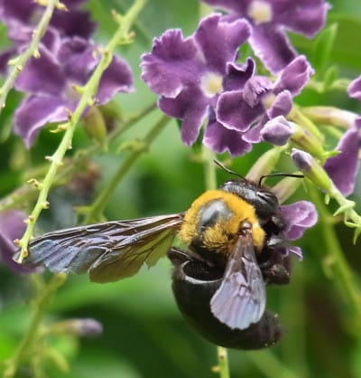 9 15 デュランタの花にクマンバチ ｎｉｗａ ｎｉｈａ ｈａｎａ 庭には花