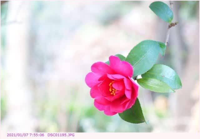 カンツバキ 寒椿 紅色の八重咲 散歩写真