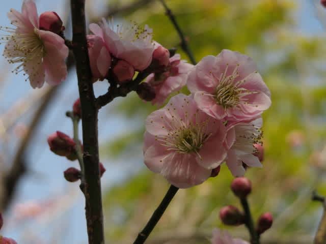 かつては見て驚いたほどの八重の大輪の梅 見驚 梅シリーズ18 野の花 庭の花 かつては見て驚いたほどの八重の大輪の梅 見驚 梅シリーズ18 野の花 庭の花