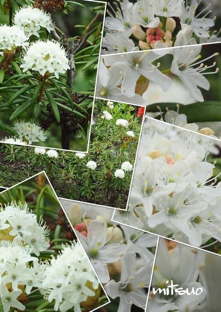 磯躑躅 蝦夷山躑躅が咲きました My Garden 18 05 23撮影 団塊オヤジの短編小説goo