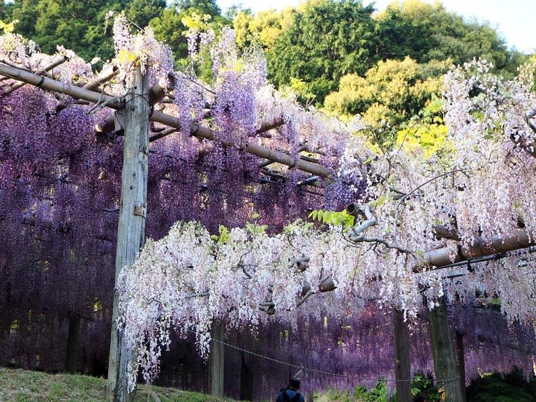 絶景 北九州の河内藤園 米cnnが選んだ 日本の最も美しい場所31選 その２ 日常