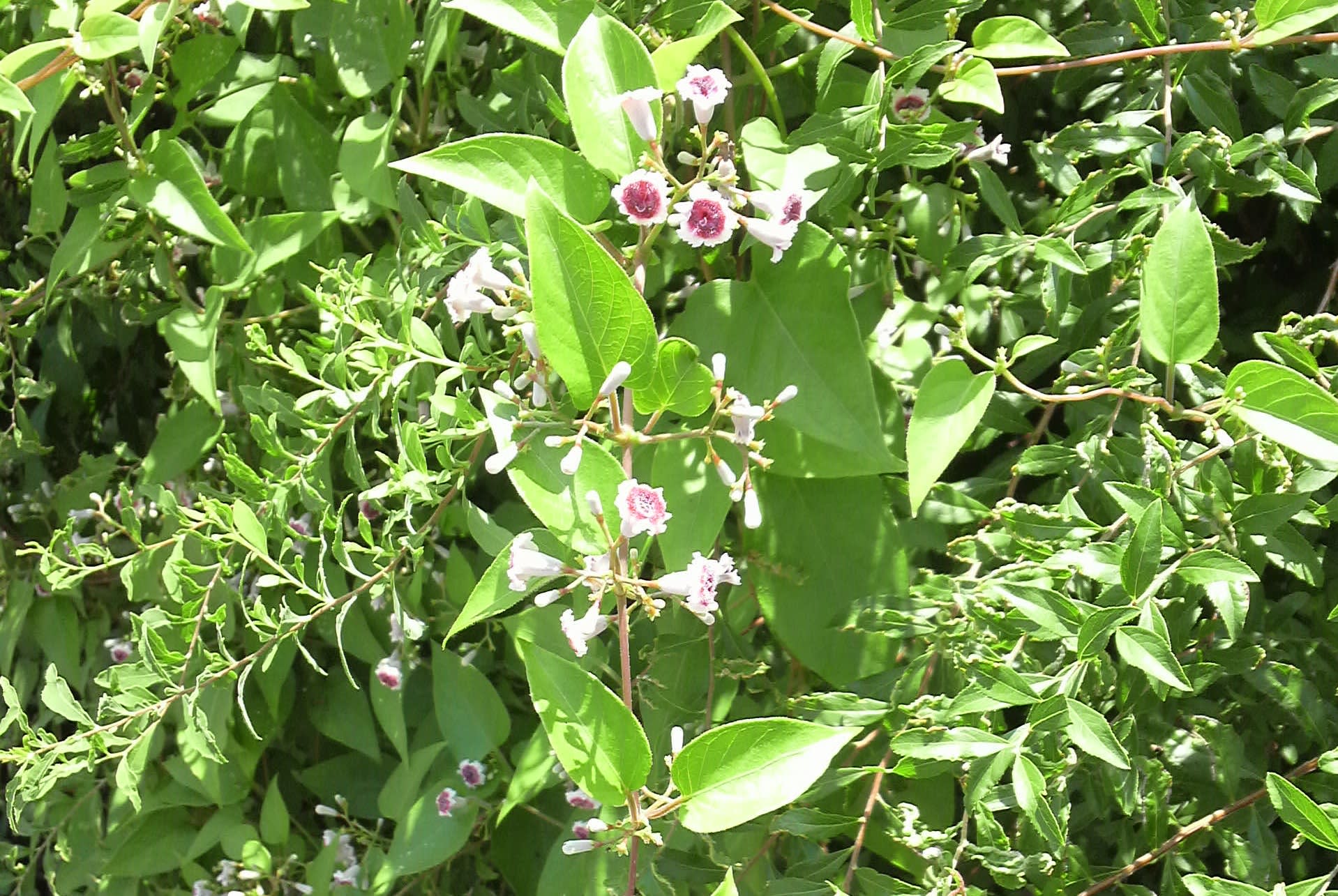 小説 植物図鑑 スケルトンハウス きまぐれcafe