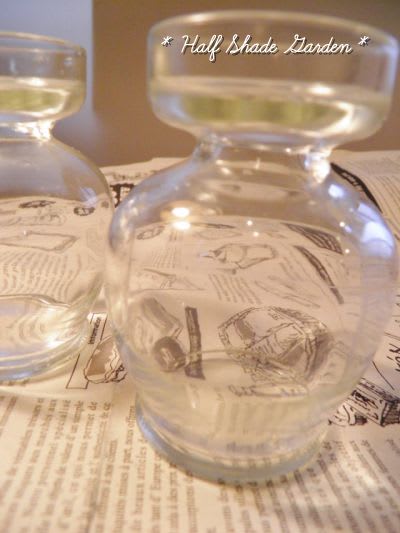 秋植えの芽出し球根をグラスで水耕栽培 Half Shade Garden