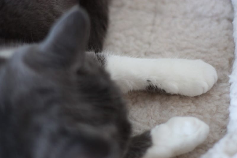 ドラちゃんのモデル猫って やっぱ サッチャルっしょ ドラちゃんのモデル猫って やっぱ サッチャルっしょ