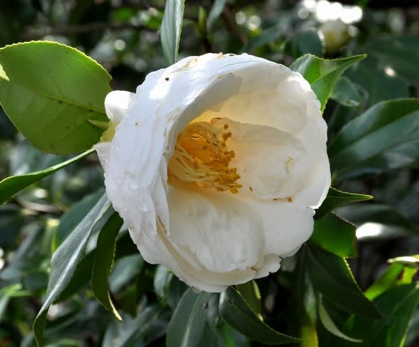 江戸の逸話は 花の公園 俳句 ｉｎｇ