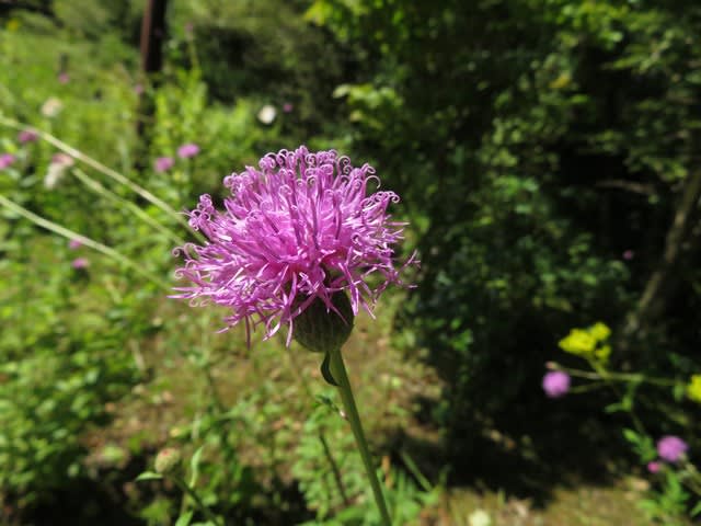 草原でアザミに似た花をつけるタムラソウ 箱根シリーズ05 野の花 庭の花