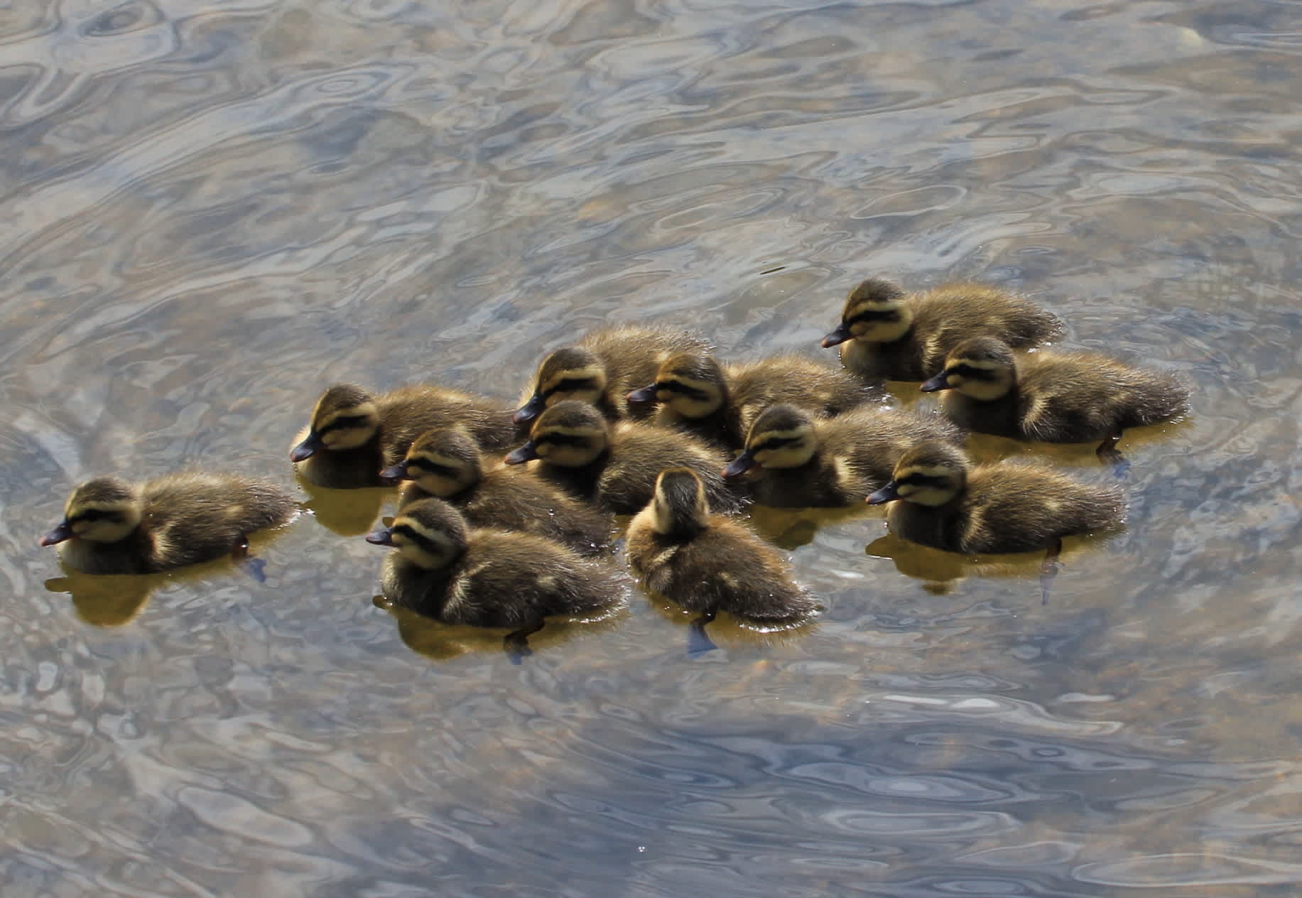 カルガモの子供たち 自然を求めて近辺ぶらり カルガモの子供たち 自然を求めて近辺ぶらり