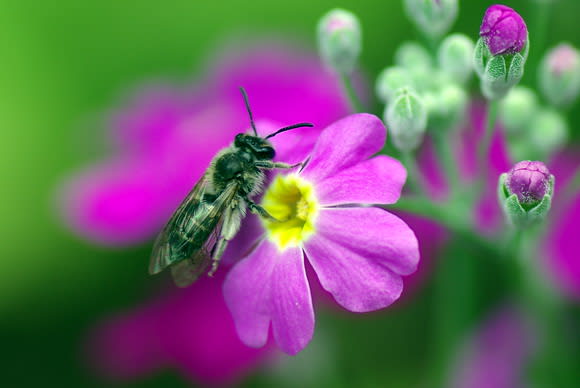 サクラソウに蜂が。