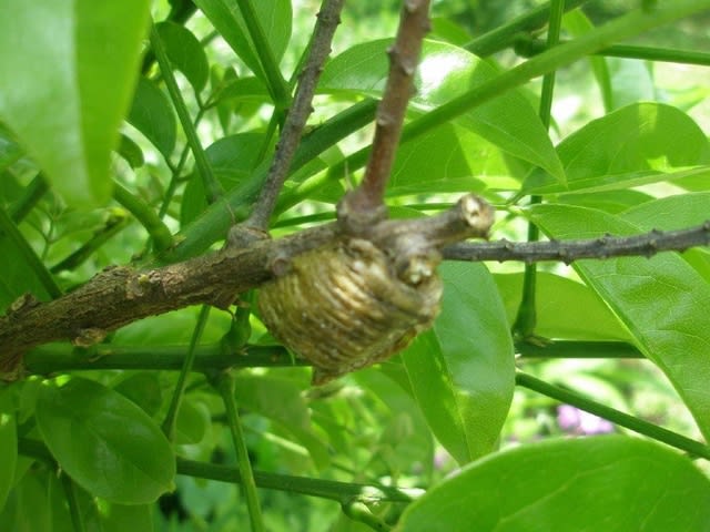 春の 生き物教材 から思うこと 江戸川教育文化センター