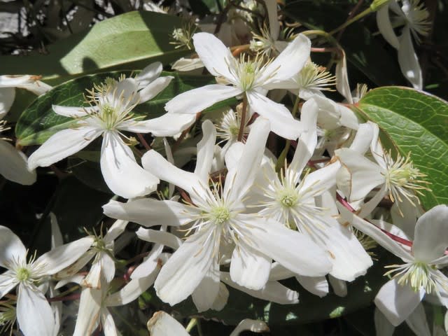 白い花が咲く花木 クレマチス アーマンディー ビバーナム トキワマンサク リキュウバイ さざんかのゆるゆる散歩