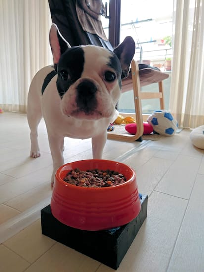 靴を咥えて逃げる犬と追いかける飼い主 フレンチブルドッグ せんちゃん まるぴぃのブログ 靴を咥えて逃げる犬と追いかける飼い主 フレンチブルドッグ せんちゃん まるぴぃのブログ