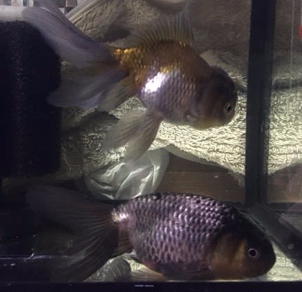 金魚 のブログ記事一覧 8ページ目 猫 金魚 レザークラフト
