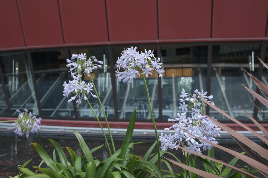 FUJIFILM X100V