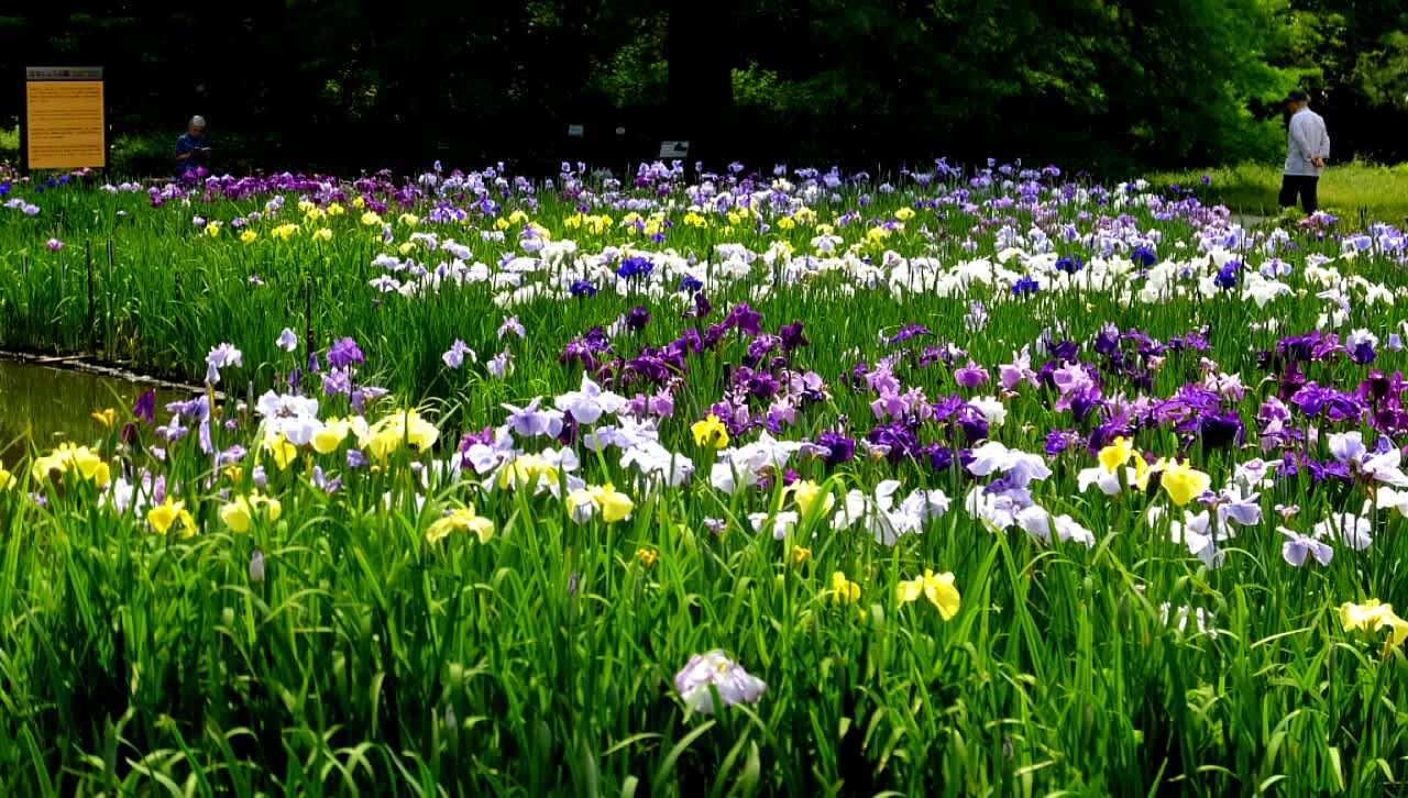 花菖蒲見頃です 京都で定年後生活