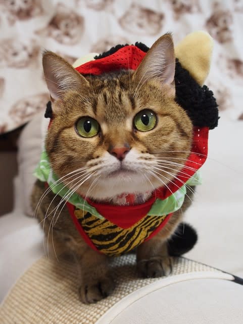 今日は節分ですよ Sango キジトラ猫と魚と私