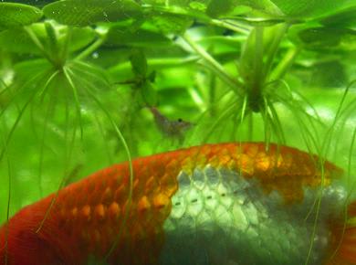 レッドチェリーシュリンプ繁殖 ソウルで金魚