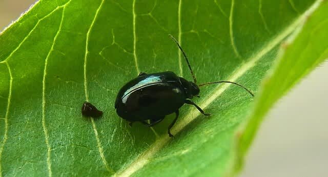 ヒゲナガルリマルノミハムシ 新ハムシリーズ第18弾 私魚人 あいうおんちゅ 定年親父の魚三昧 タナゴ仕掛けとガサで出会った魚たち