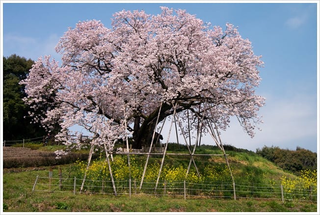 納戸料の百年桜 四季彩々