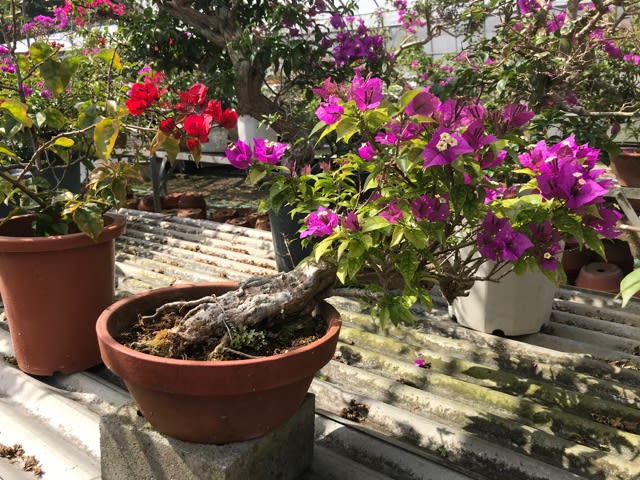 ブーゲンビリア Bougainvillea のブログ記事一覧 北中幸和ガーデン ブーゲンビリア Bougainvillea のブログ記事一覧 北中幸和ガーデン