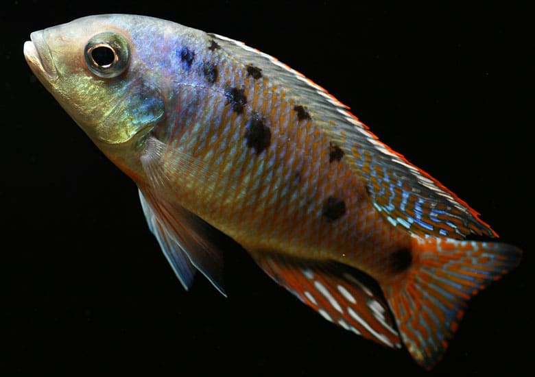 アフリカンシクリッド のブログ記事一覧 Slow Life Slow Fish