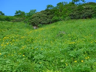 草すべり
