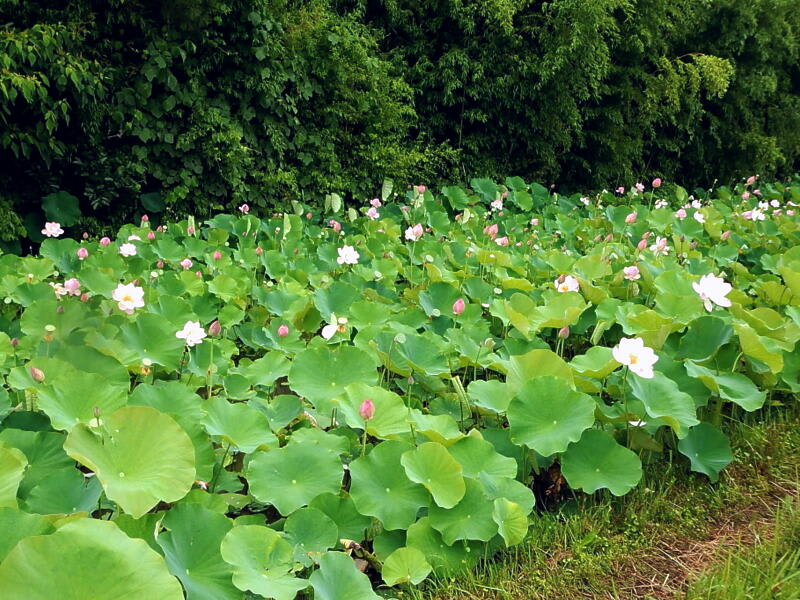 季節の花　蓮（ハス）の画像