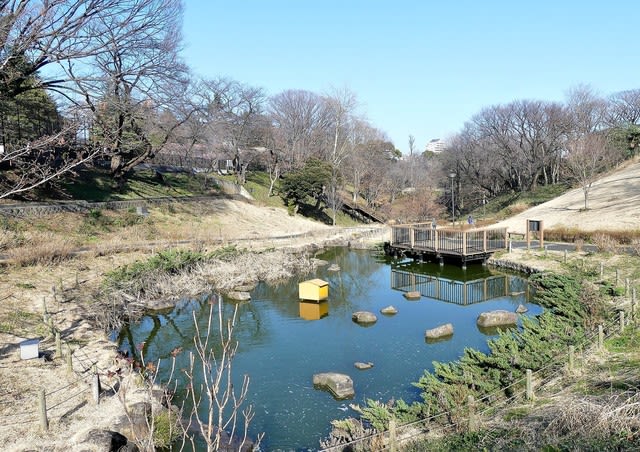 保土ヶ谷公園の河津桜 １ ほどあき