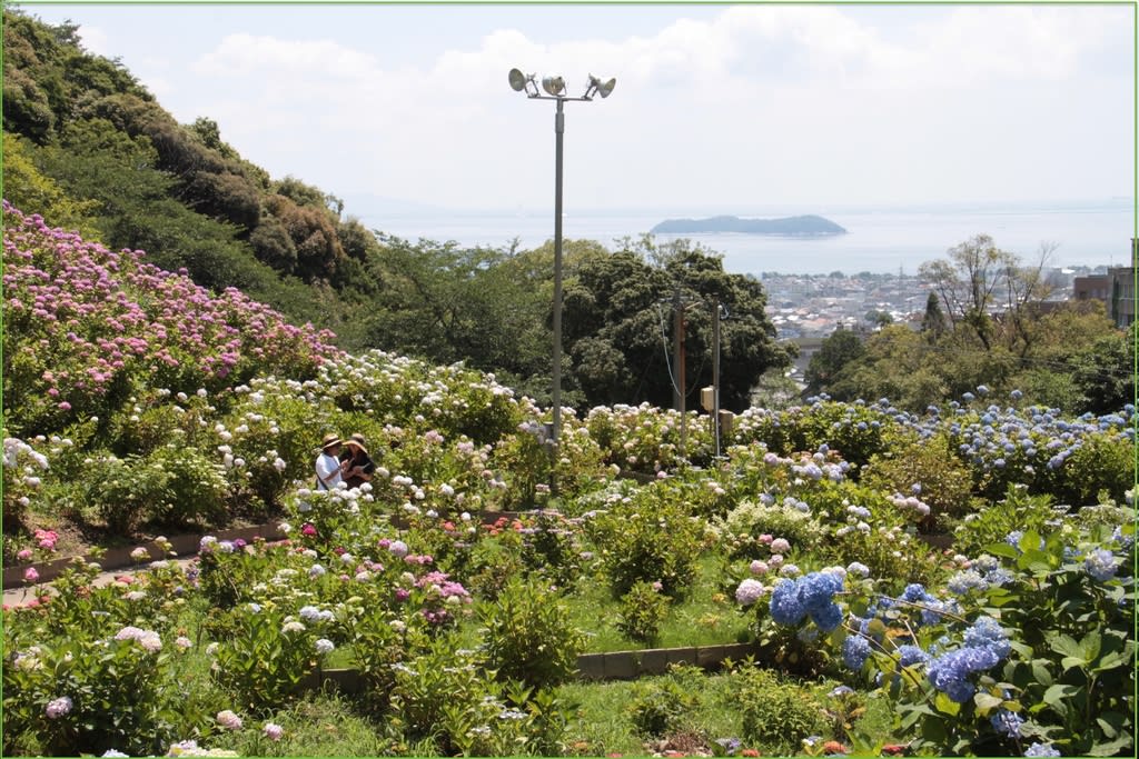 愛知県蒲郡市の 形原温泉あじさいの里 では５万株の紫陽花が咲き乱れています 自然を求めて近辺ぶらり