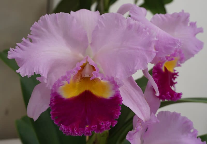 ◇Rlc. Pamela Finney'Bigger OX' - カトログ !! ~ カトレヤ ◇Rlc. Pamela Finney'Bigger OX' - カトログ !! ~ カトレヤ